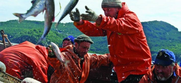 ВСД по «рыбным» позициям ПП № 1875: подтверждение происхождения — при поставке, а не в заявке