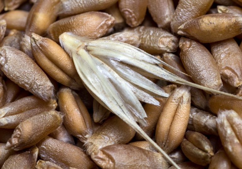 Крупные экспортеры российской пшеницы приостановили закупки из-за пошлин