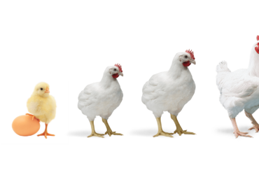 Производители мяса птицы и яиц договорились не повышать цены два месяца